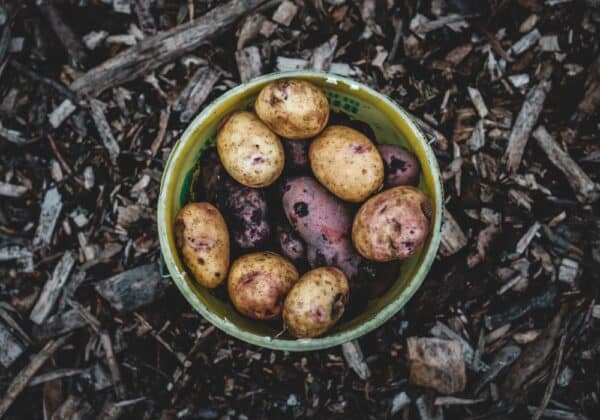 muddy potatoes in a field