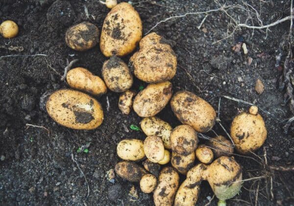 muddy potatoes in a field